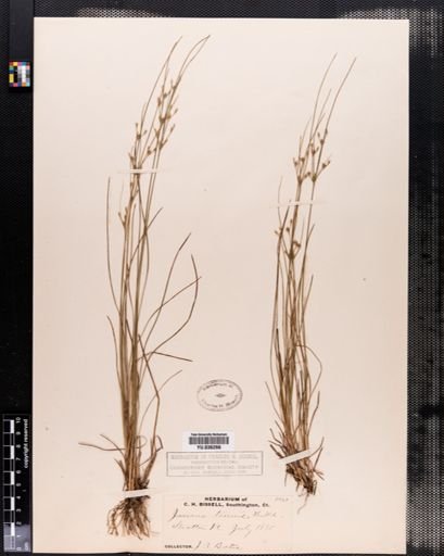 Juncus tenuis
