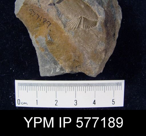 Tylothyris sp.