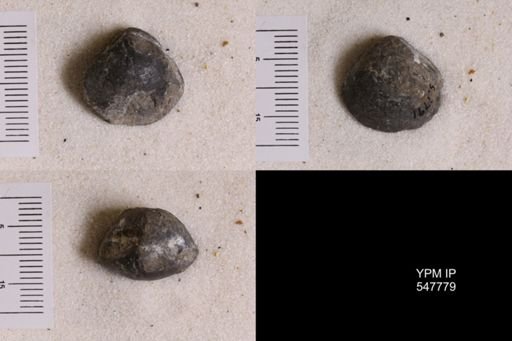 Gypidula coeymanensis