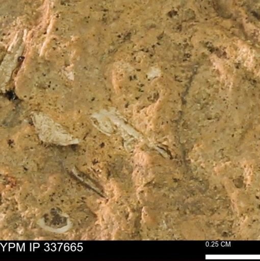 undet. Mollusca