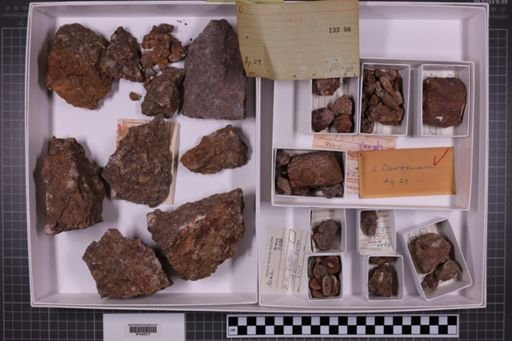 mixed taxa, stratigraphic collection