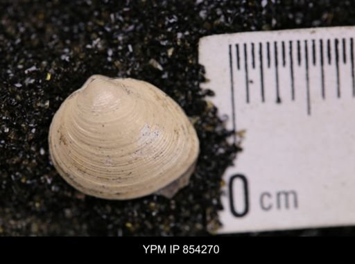 Limopsis striatopunctatus