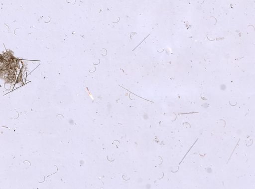 Forcepia thielei