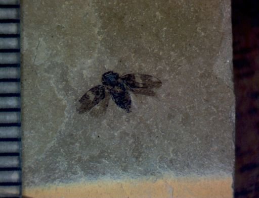 undet. Hemiptera