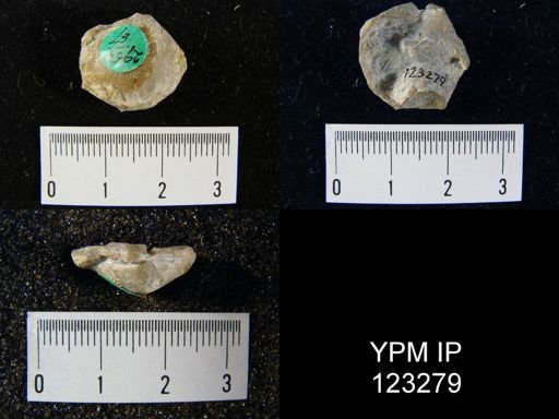 Gypidula rolineri simplex