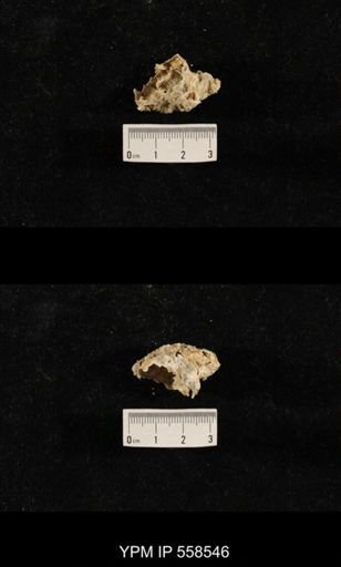 undet. Richthofenioidea