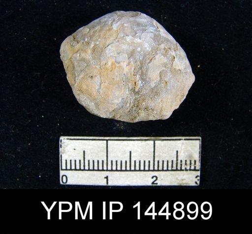 Athyris capillata