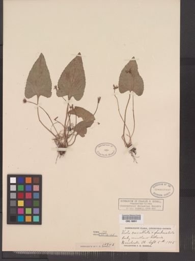 Viola cucullata