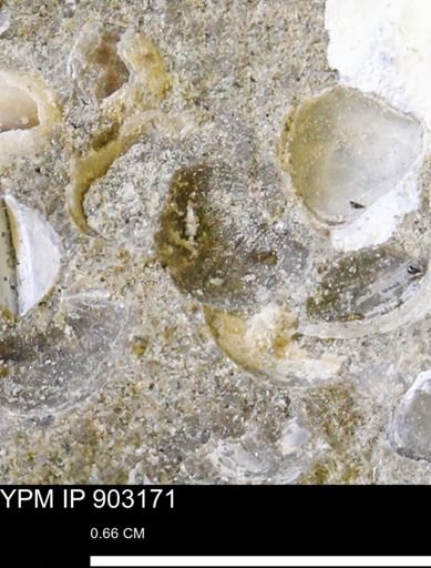 undet. Bivalvia