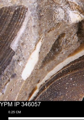 undet. Bivalvia