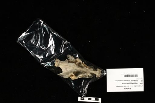 Urophycis