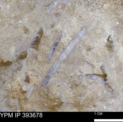 undet. Serpulidae