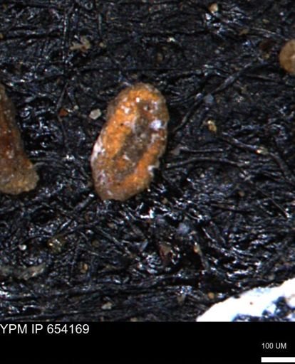 Miliammina manitobensis