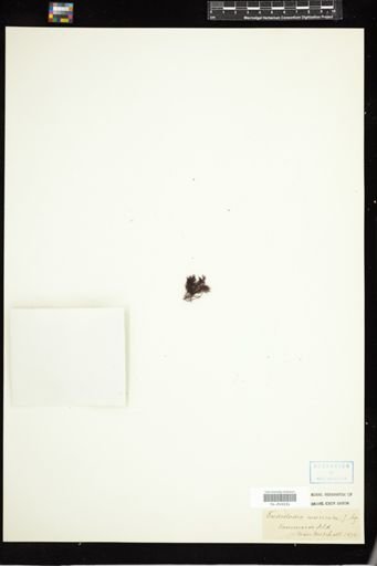 Endocladia muricata