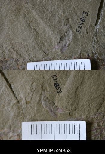 Trilobita
