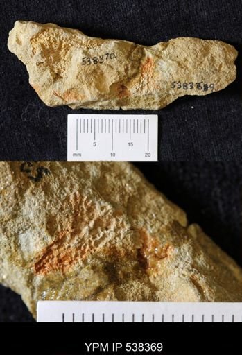 undet. Stelleroidea