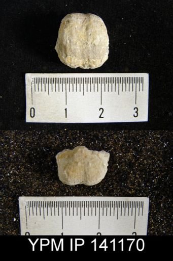 Productus sp.