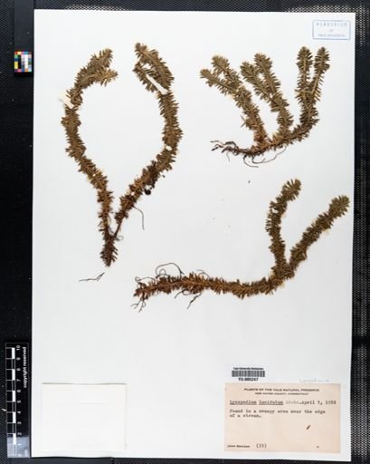Lycopodium lucidulum
