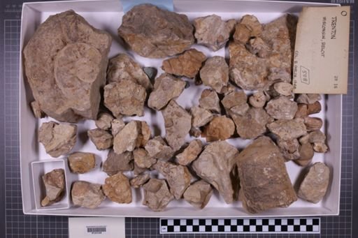 mixed taxa, stratigraphic collection