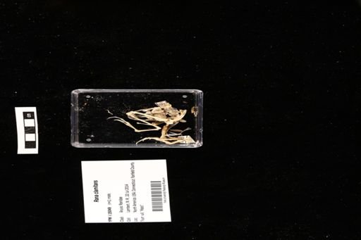 Rana clamitans
