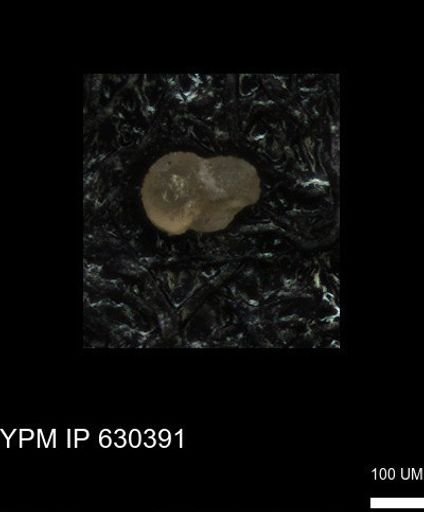undet. Foraminiferida