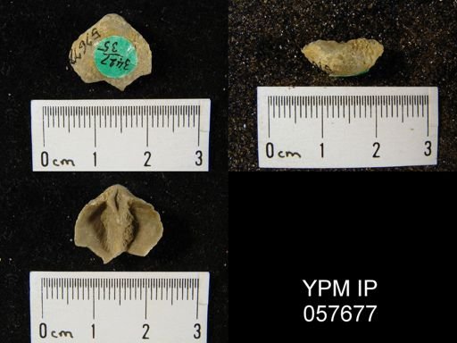 Gypidula multicostata