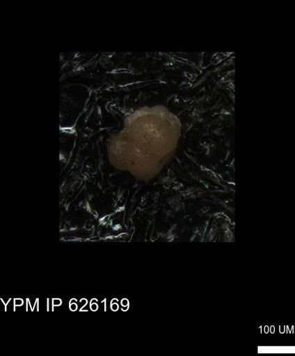undet. Foraminiferida