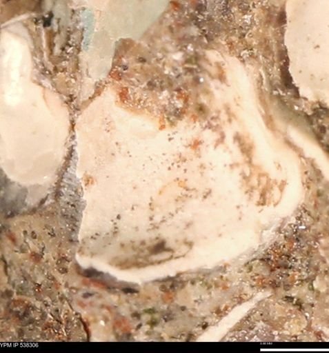 Corbulamella gregaria