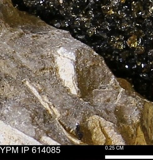 undet. Mollusca