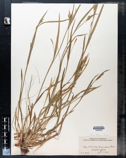 Carex blanda