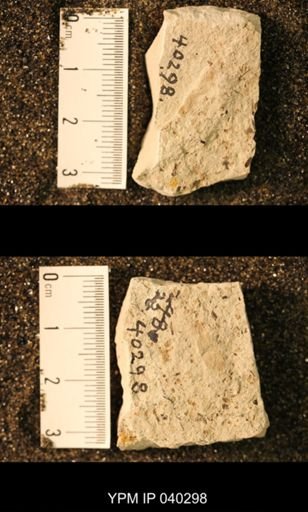 Probnis speciosa