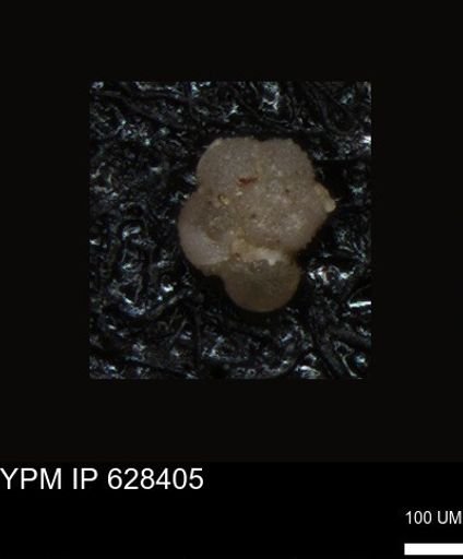 undet. Foraminiferida