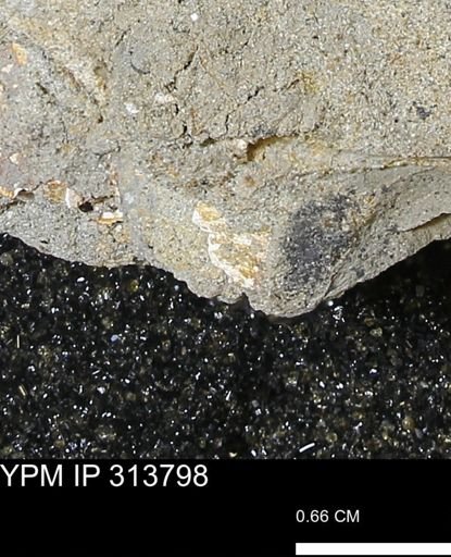 undet. Mollusca