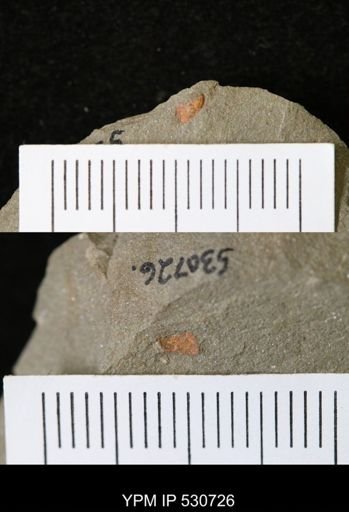 Synziphosurina?