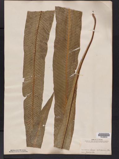 Polypodium