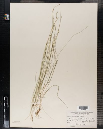Carex leptalea