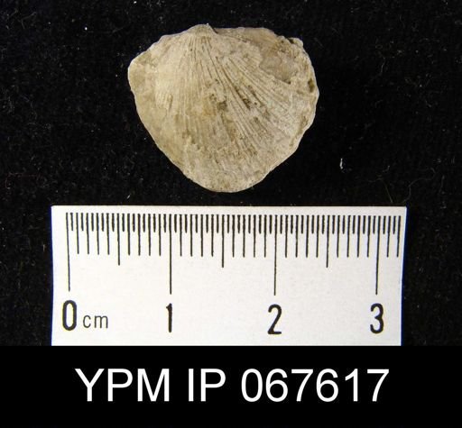 Stropheodonta varistriata