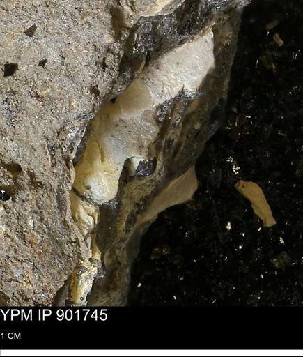 Inoceramus sp.