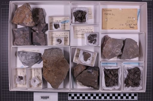 mixed taxa, stratigraphic collection