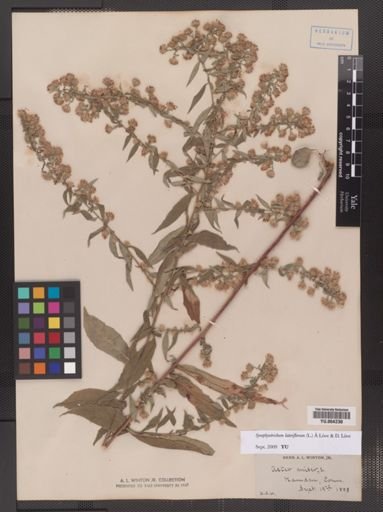 Symphyotrichum lateriflorum
