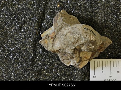undet. Gastropoda