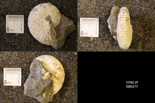 Hoploscaphites birkelundi