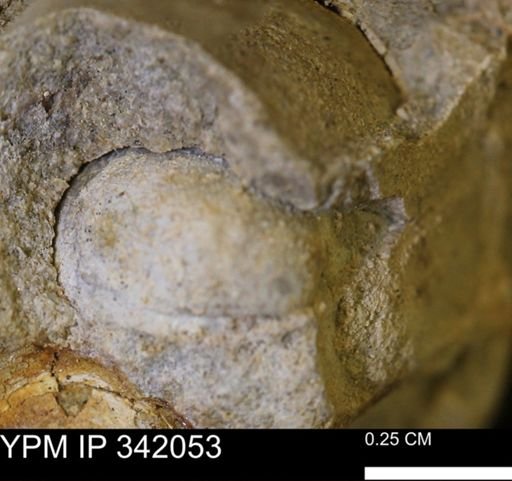 undet. Bivalvia