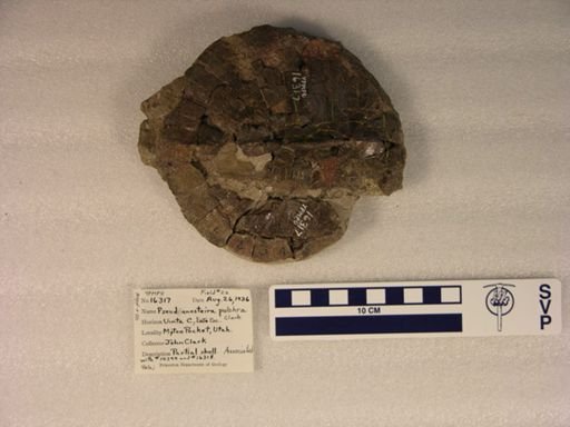 Anosteira pulchra