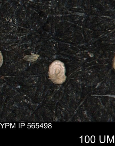 Spirolocammina planula