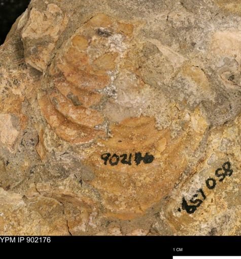 undet. Inoceramidae