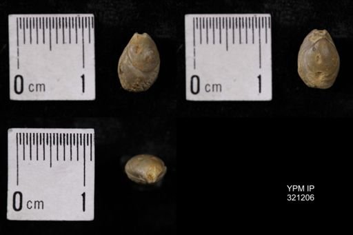 Dielasma turgida