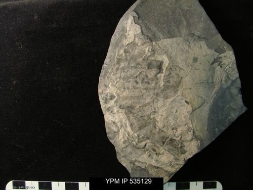 undet. Eurypterida