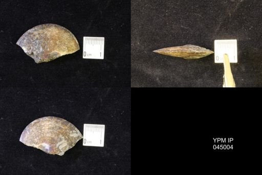 Sphenodiscus lenticularis