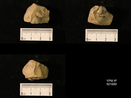 Marginifera splendens